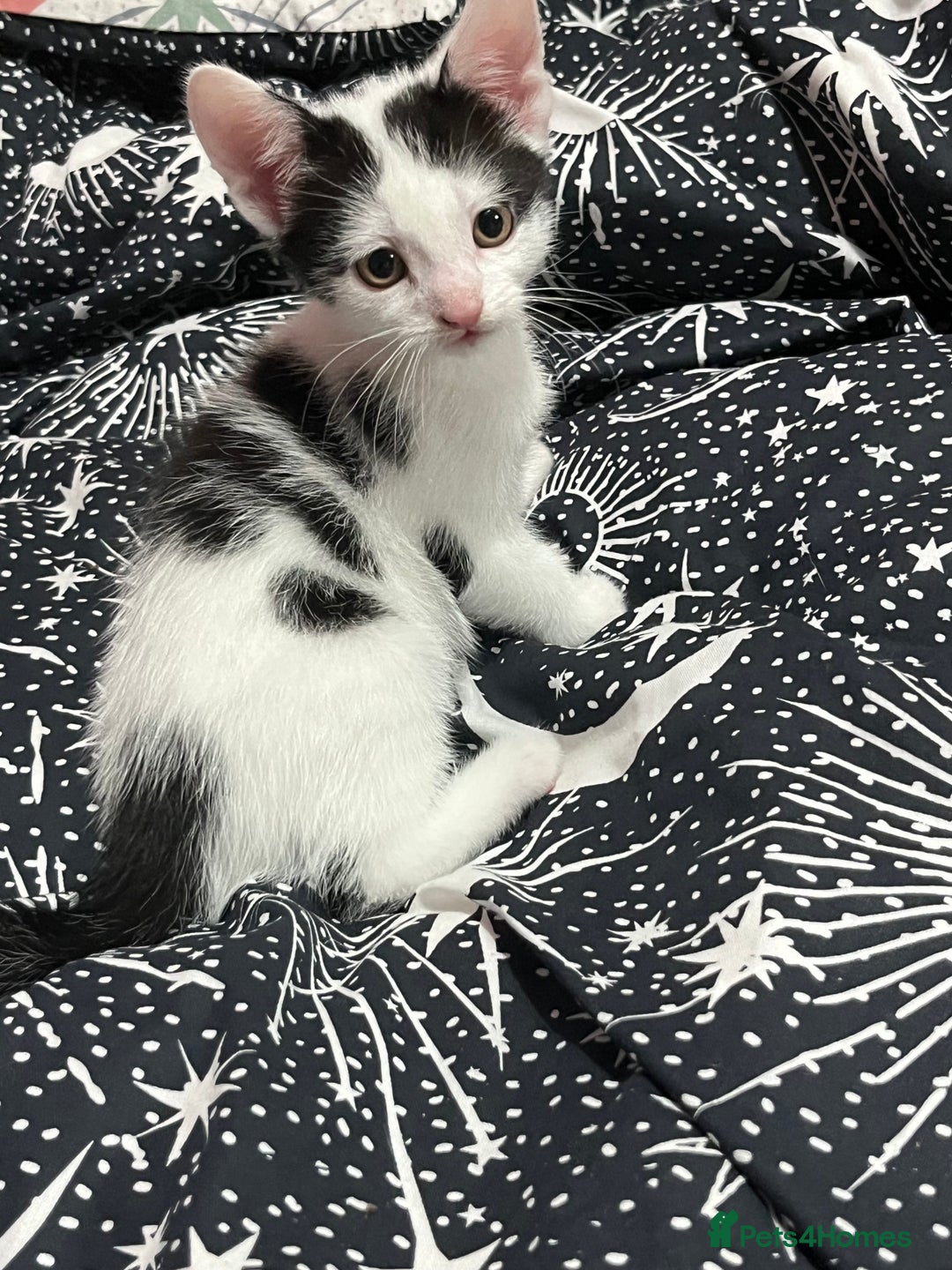 Mixed Breed cats for sale: Beautiful kittens - Image 5