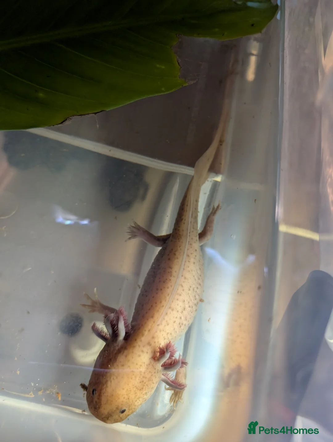 Gallery Image {{count}}