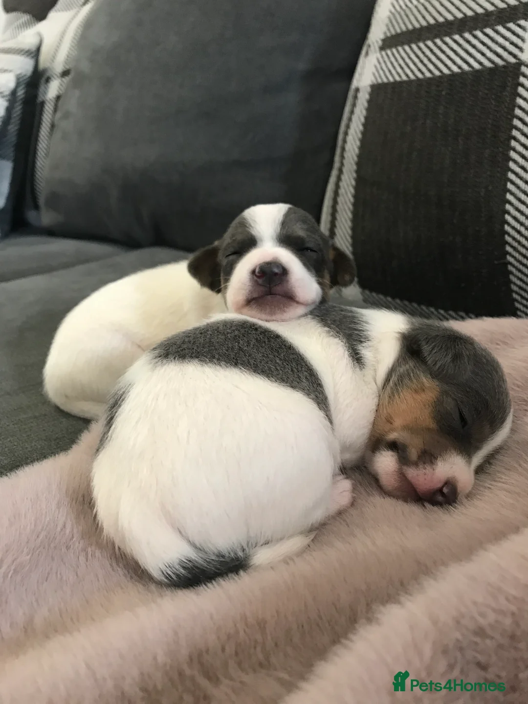 Jack Russell dogs for stud: Blue tri carrying chocolate miniature Jack Russell in Bradford - Advert 17