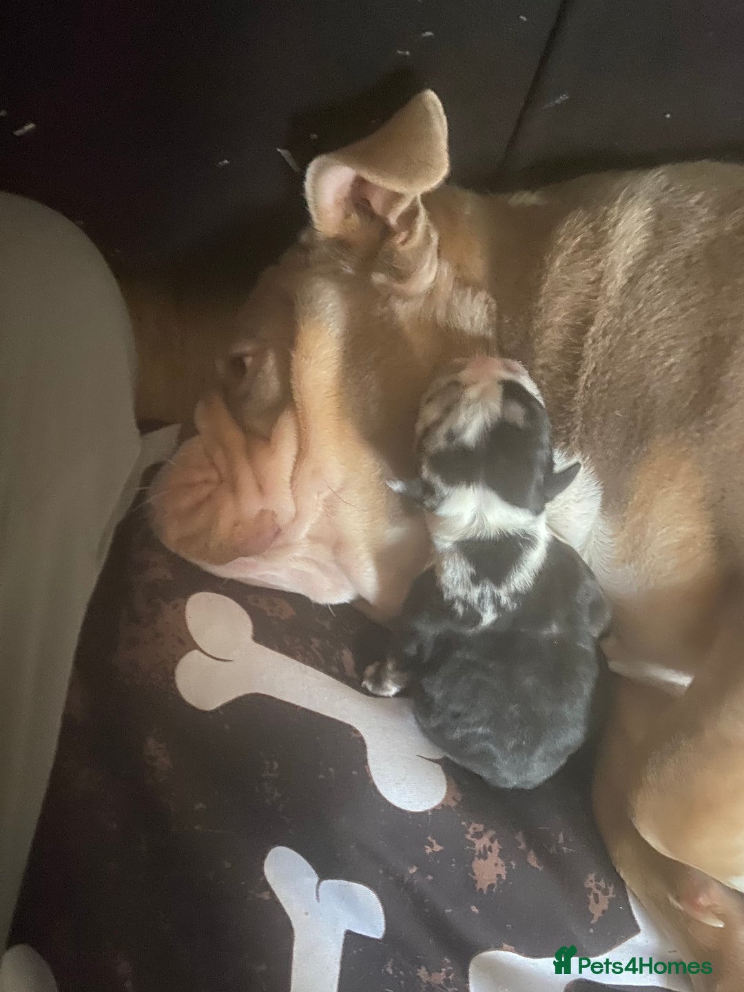 English Bulldog dogs for sale: Unreal English bull dogs  - Advert 8