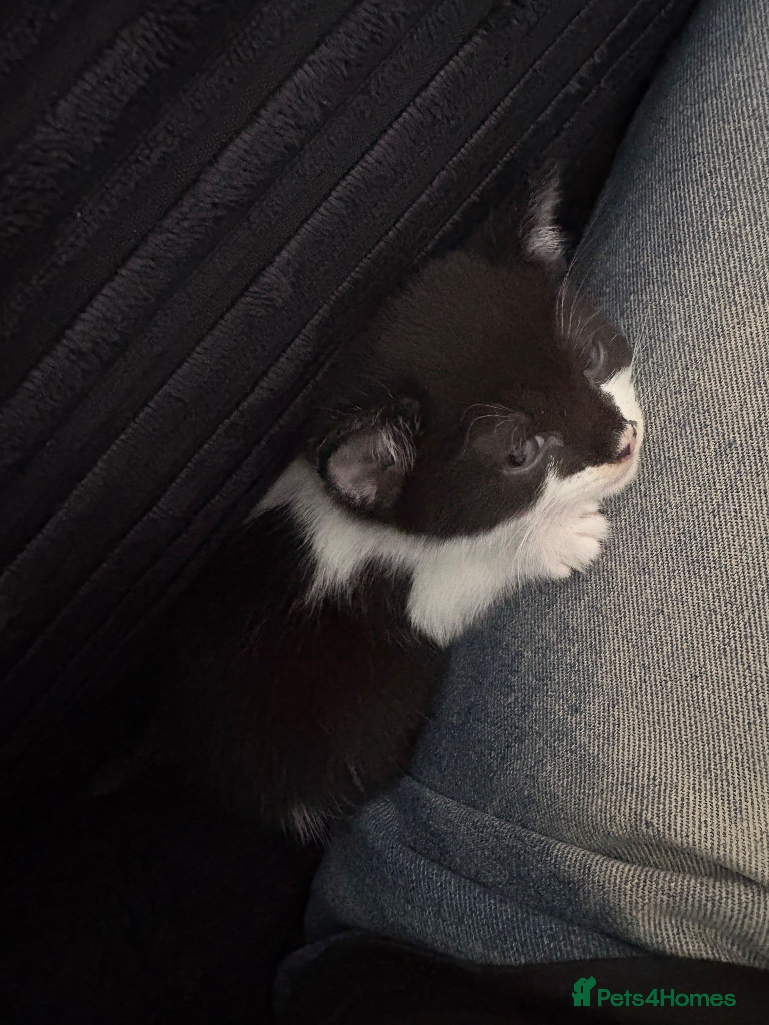 Mixed Breed cats 2 beautiful black and white kittens - Advert 1
