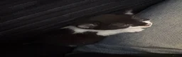 Mixed Breed cats for sale: 2 beautiful black and white kittens - Advert 1