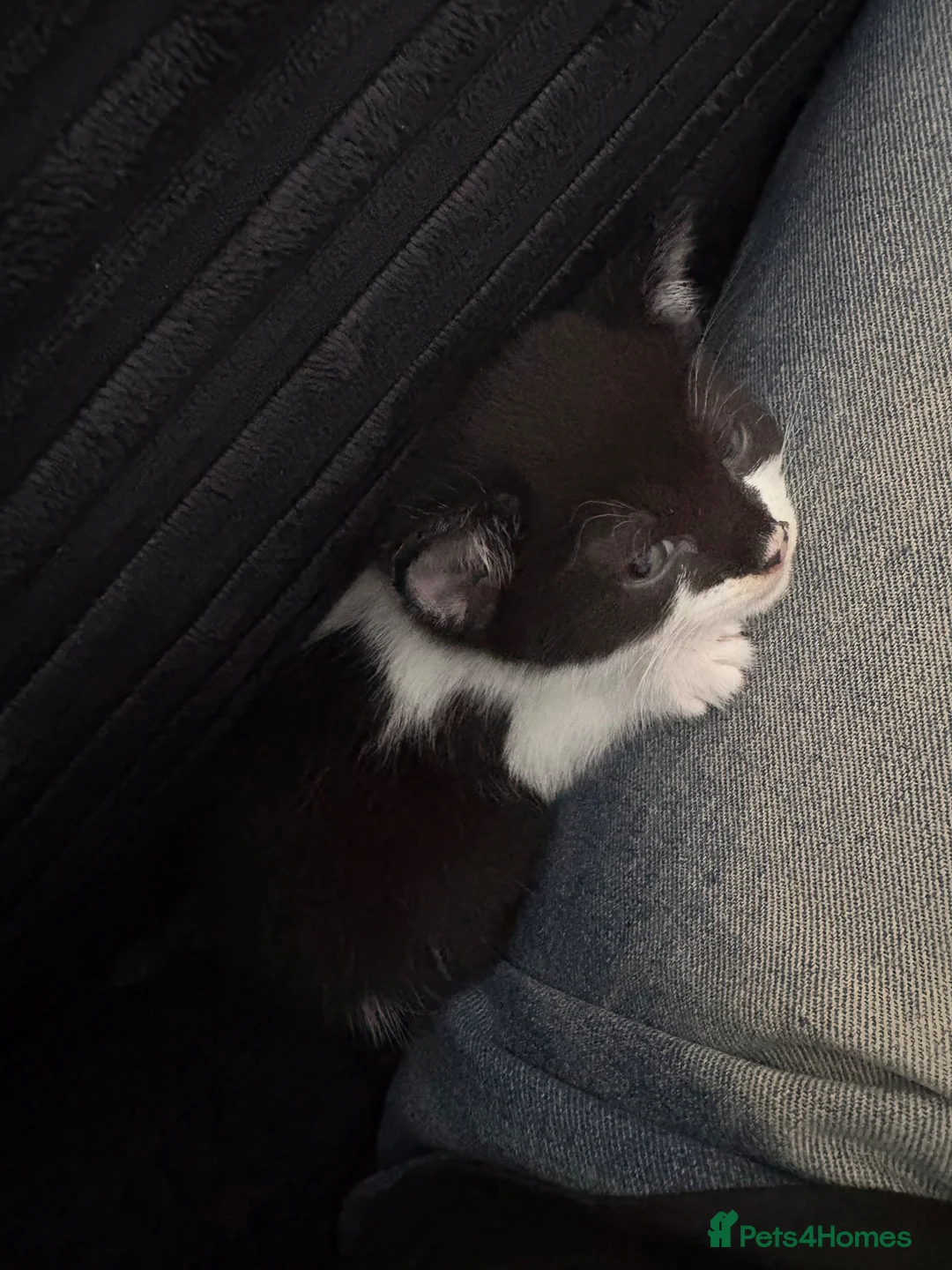 Mixed Breed cats for sale: 2 beautiful black and white kittens - Advert 1