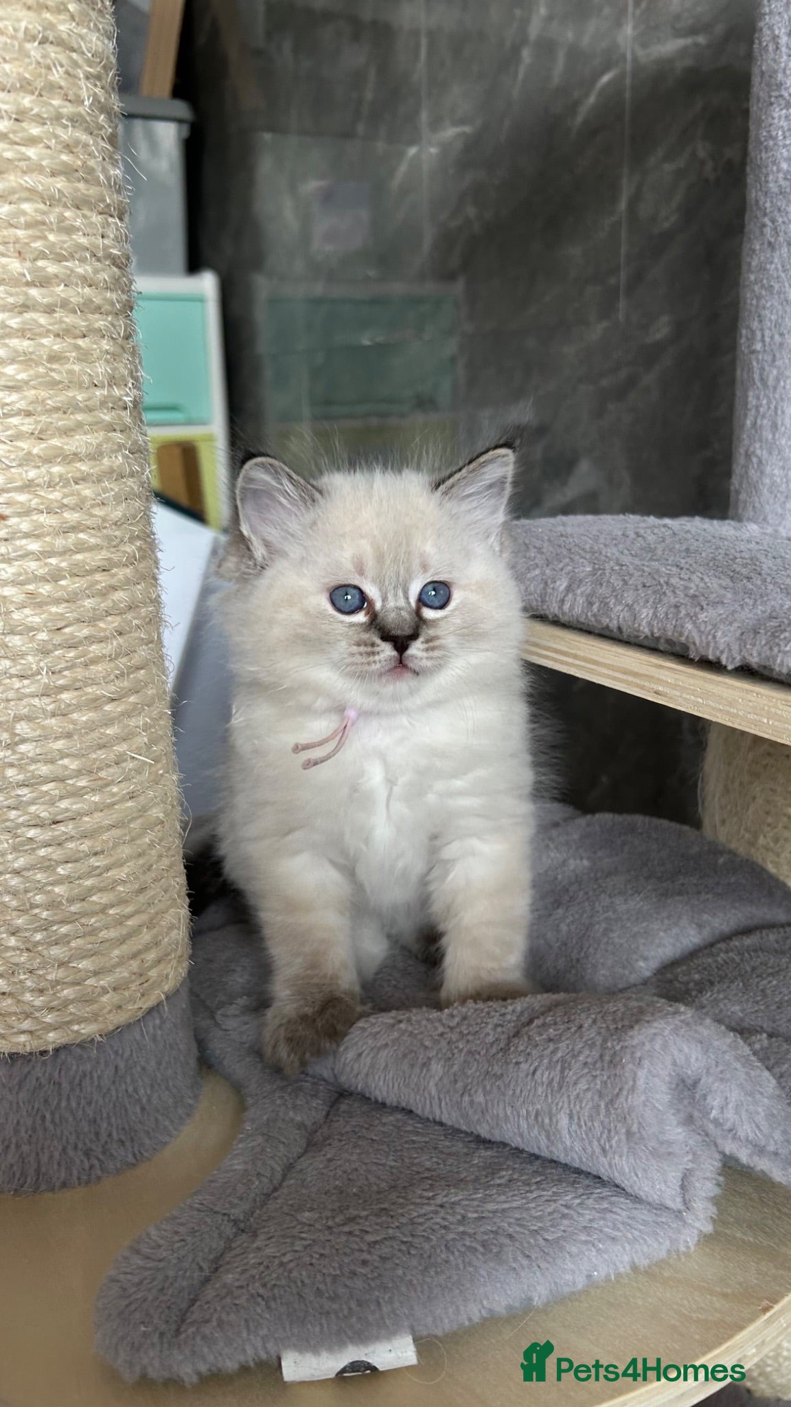Ragdoll cats Seal Tabby colourpoint  - Advert 3