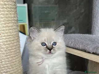 Ragdoll cats Seal Tabby colourpoint - Advert 3