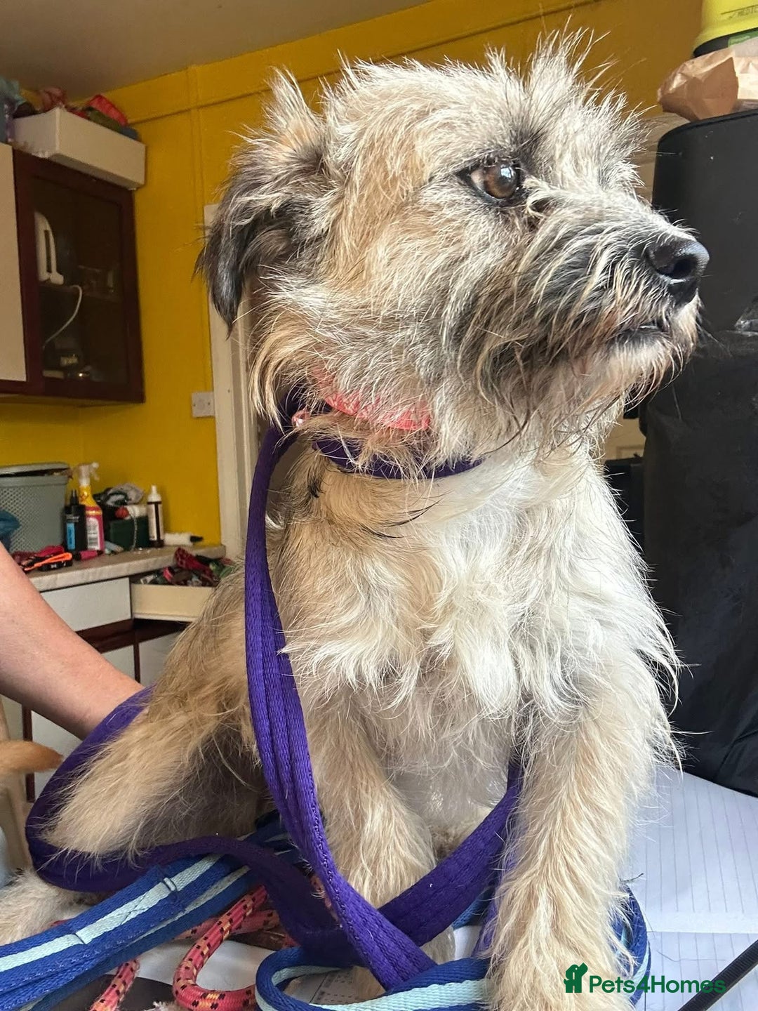Mixed Breed dogs for adoption: Suzy - Norwich Norfolk  - Image 2