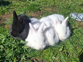 Mixed Breed rabbits Friendly dwarf-mix bunnies - Advert 2