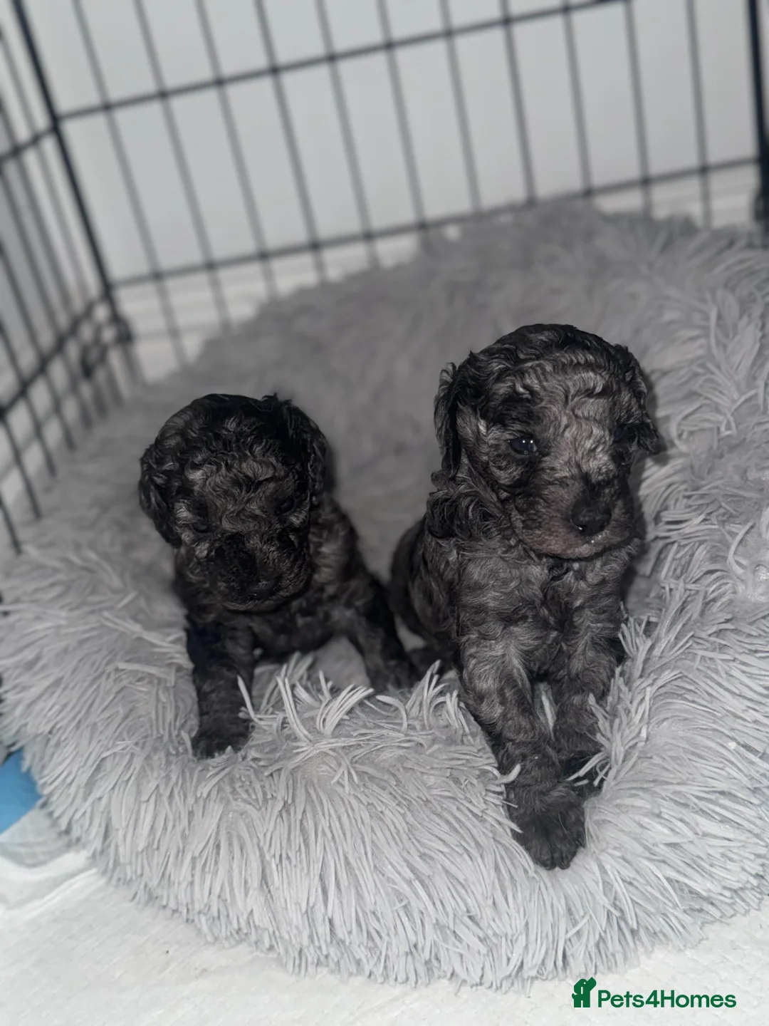 Cavapoochon dogs for sale: MERLE CAVAPOOCHON READY NOW  - Advert 8