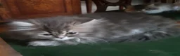 Siberian cats for sale: Absolutely Fabulous Kittens - Advert 5