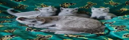 Russian Blue cats for sale: Stunning Russian Blue Kittens - Purebreed   - Advert 3