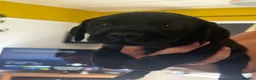 Labrador Retriever dogs for sale: Black Labradors 1 boy 3 girls  - Advert 5