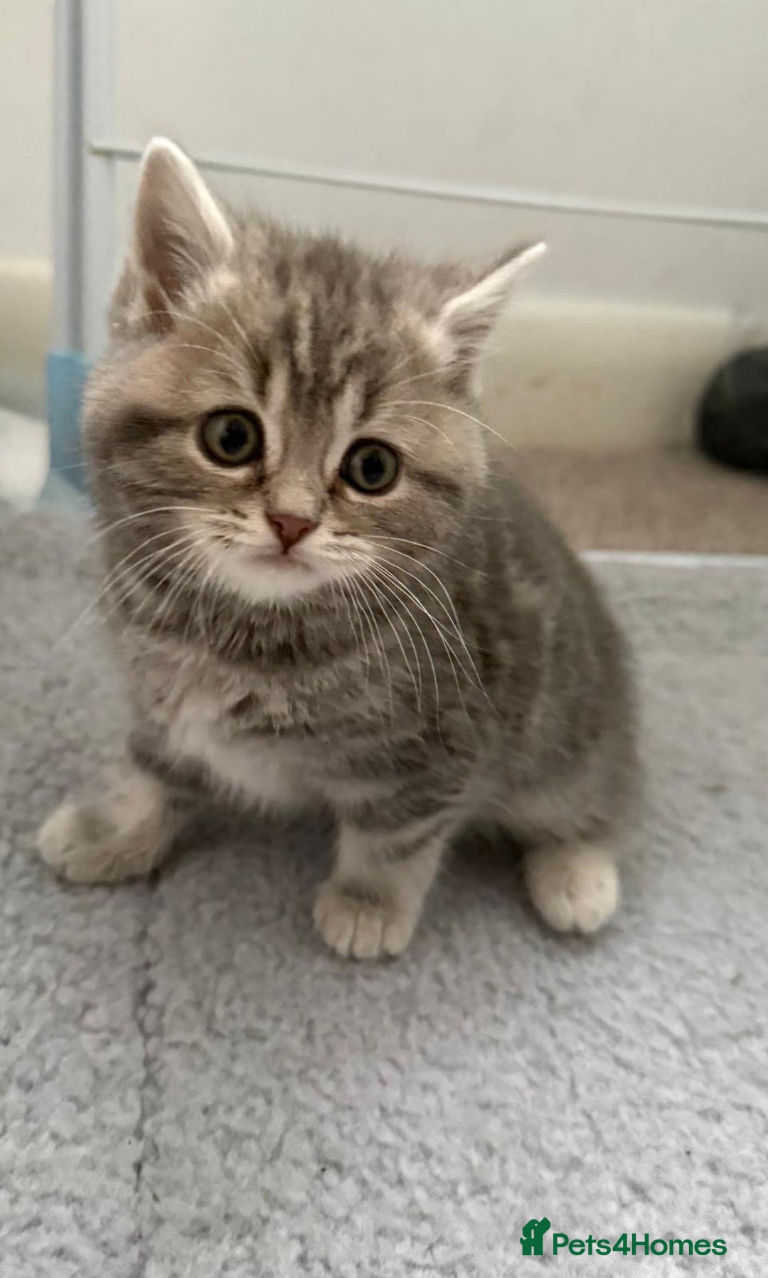 Mixed Breed cats for sale: British long hair  - Advert 2