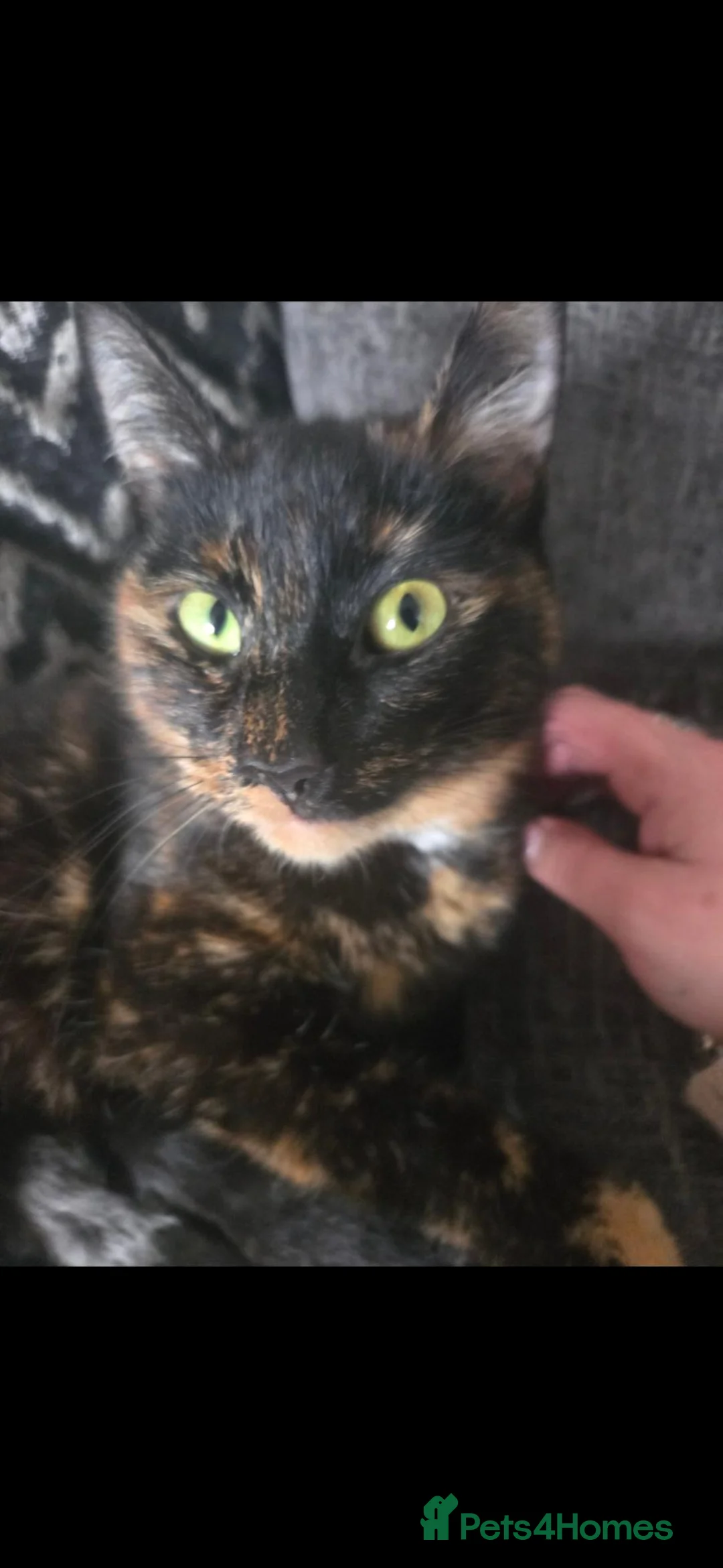Mixed Breed cats for sale: 4 kittens left in Southampton - Advert 1