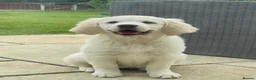 Golden Retriever dogs for sale: KC Registered Golden Retriever Puppies - Advert 2