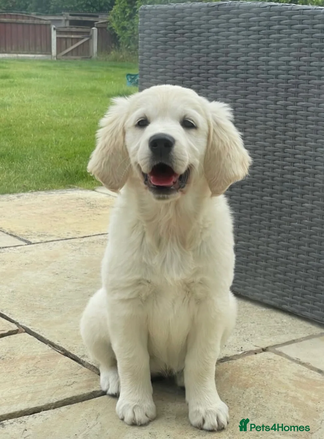Golden Retriever dogs for sale: KC Registered Golden Retriever Puppies - Advert 2