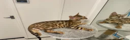 Bengal cats for sale: Bengal kittens  - Advert 8