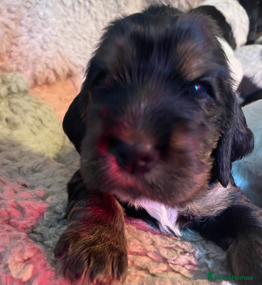 Cocker Spaniel dogs for sale: Cocker Spaniel - Show type - the calm type - Image 11