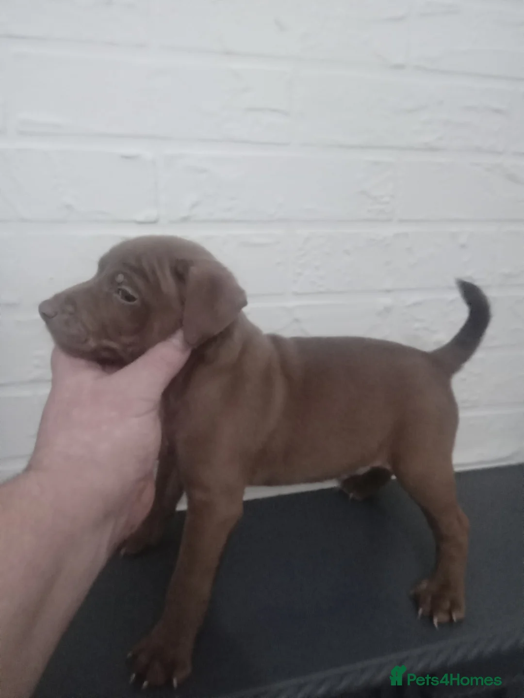 Patterdale Terrier dogs for sale: PATTERDALE PUPS FOR SALE READDY NOW  in Birkenhead - Advert 12