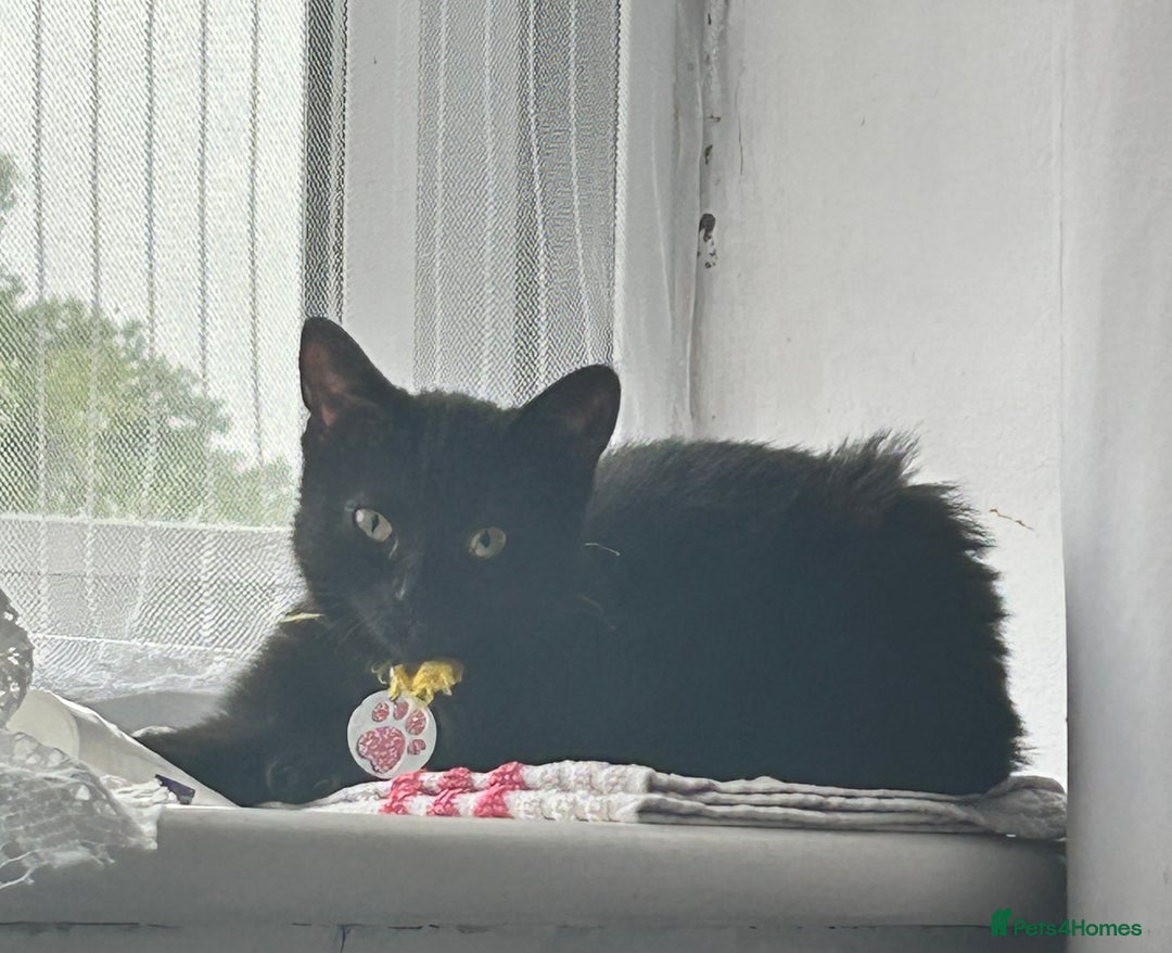 Domestic Shorthair cats for sale: Black female kitten needing loving home  - Image 8