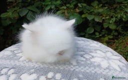 Lionhead rabbits for sale: Stunning DM Lionhead baby rabbits RTR - Image 3