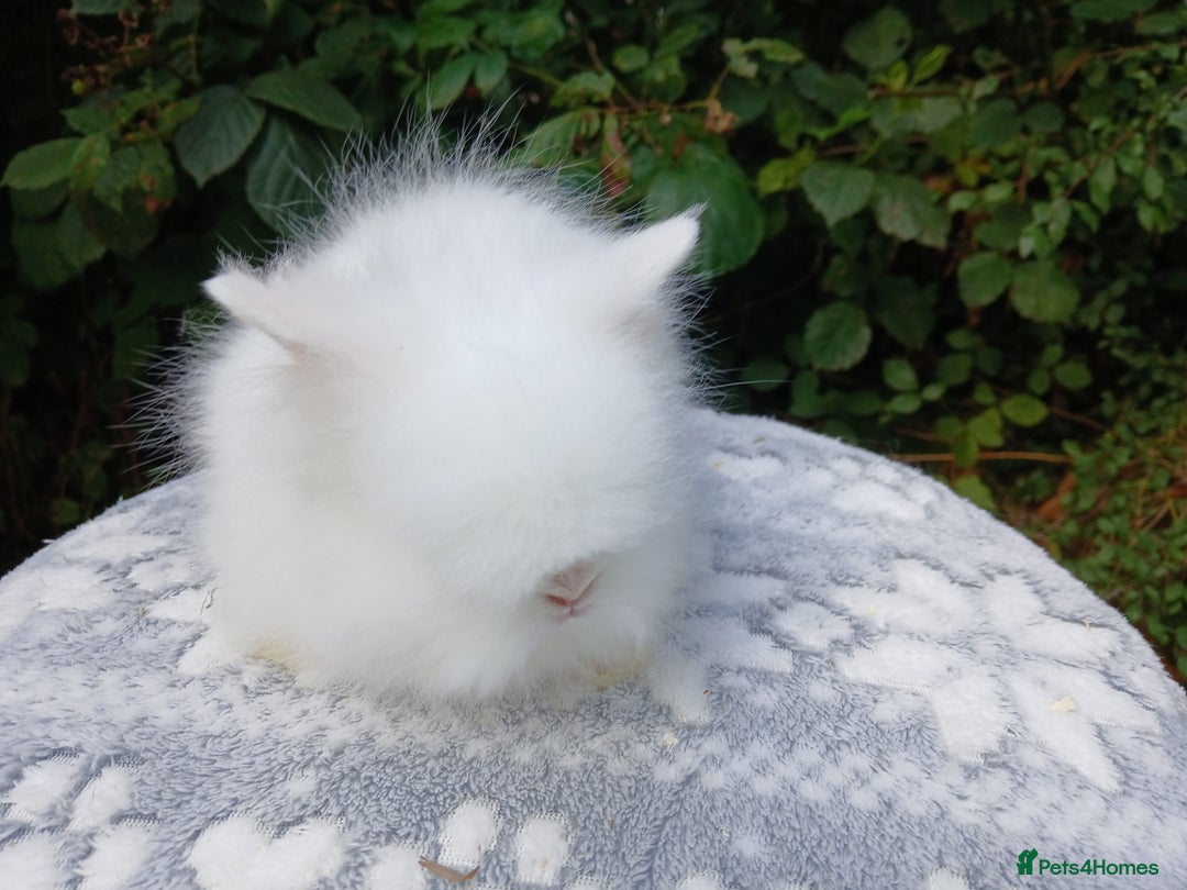Lionhead rabbits for sale: Stunning DM Lionhead baby rabbits RTR - Image 3