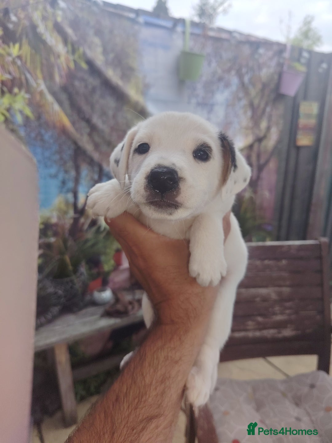 Jack Russell dogs for sale: Jack Russell puppies  - Image 4