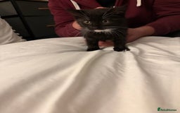 Domestic Shorthair cats for sale: Black and white kittens for sale  - Advert 1