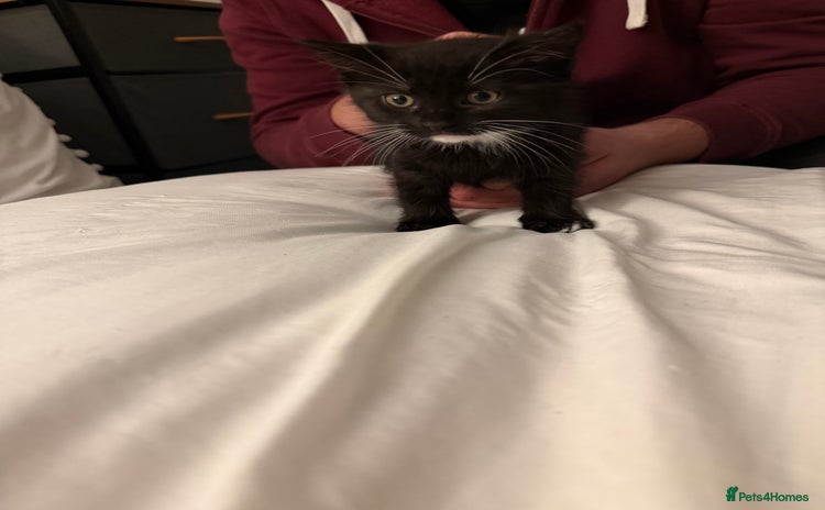 Domestic Shorthair cats Black and white kittens for sale  - Advert 1