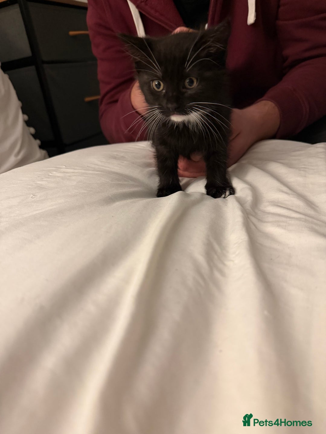 Domestic Shorthair cats for sale: Black and white kittens for sale  - Advert 1