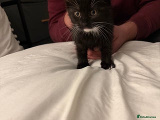 Domestic Shorthair cats Black and white kittens for sale - Advert 1