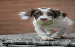 English Springer Spaniel dogs for sale: Female Springer Spaniel - Image 3