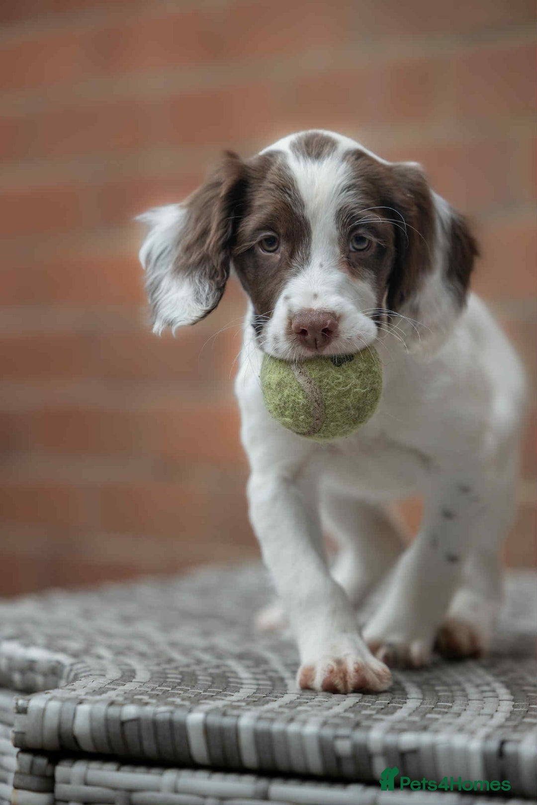 English Springer Spaniel dogs for sale: Female Springer Spaniel - Image 3