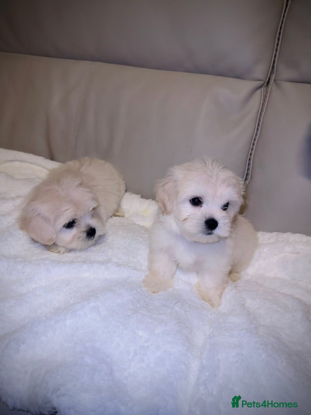 Maltese dogs for sale: Maltese puppies  - Advert 3