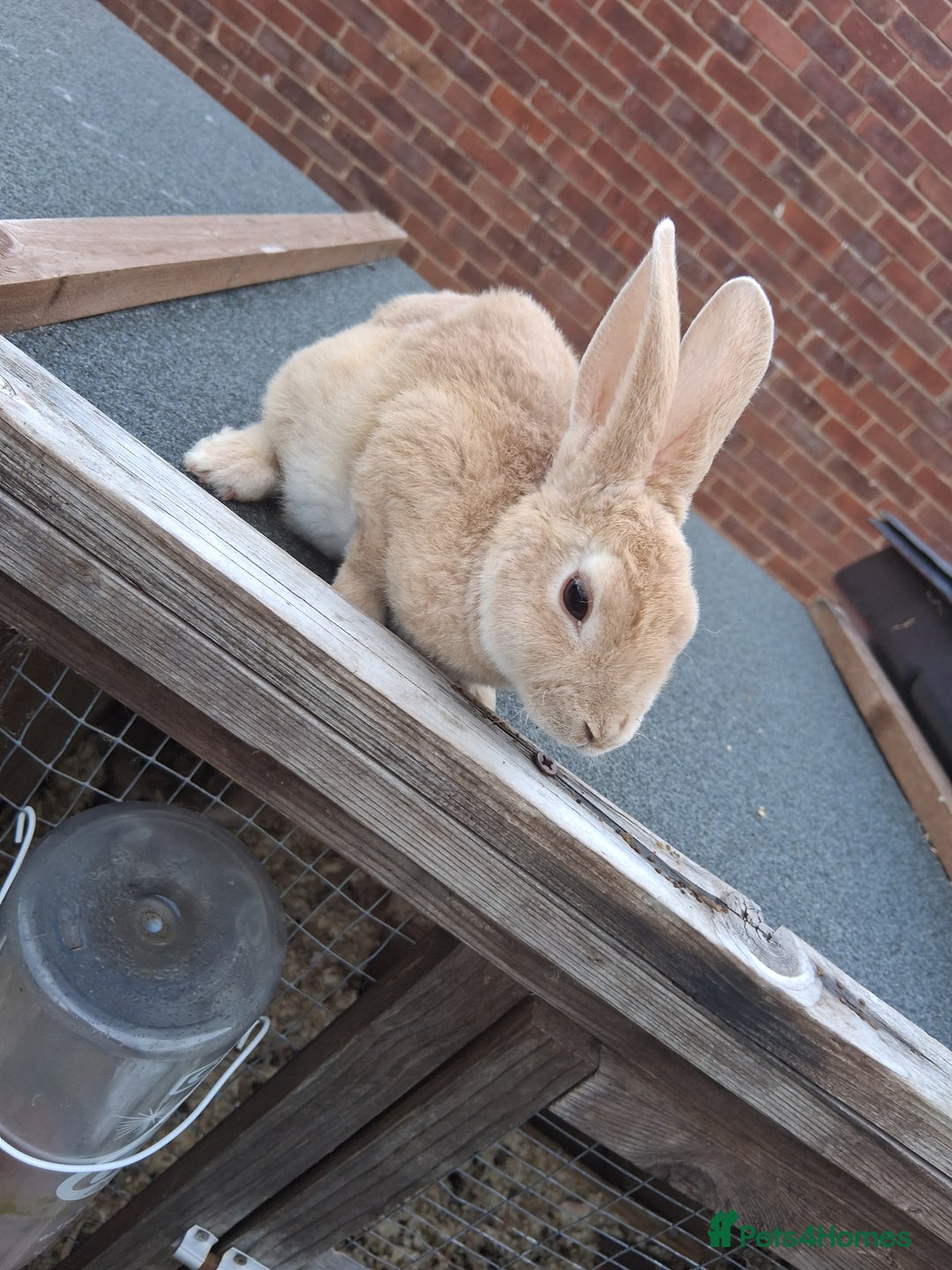 Mixed Breed rabbits for sale: Taka and Bobby - Image 6
