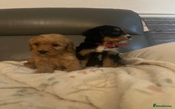 Cockapoo dogs for sale: 5 beautiful F1 cockerpoos  - Image 8