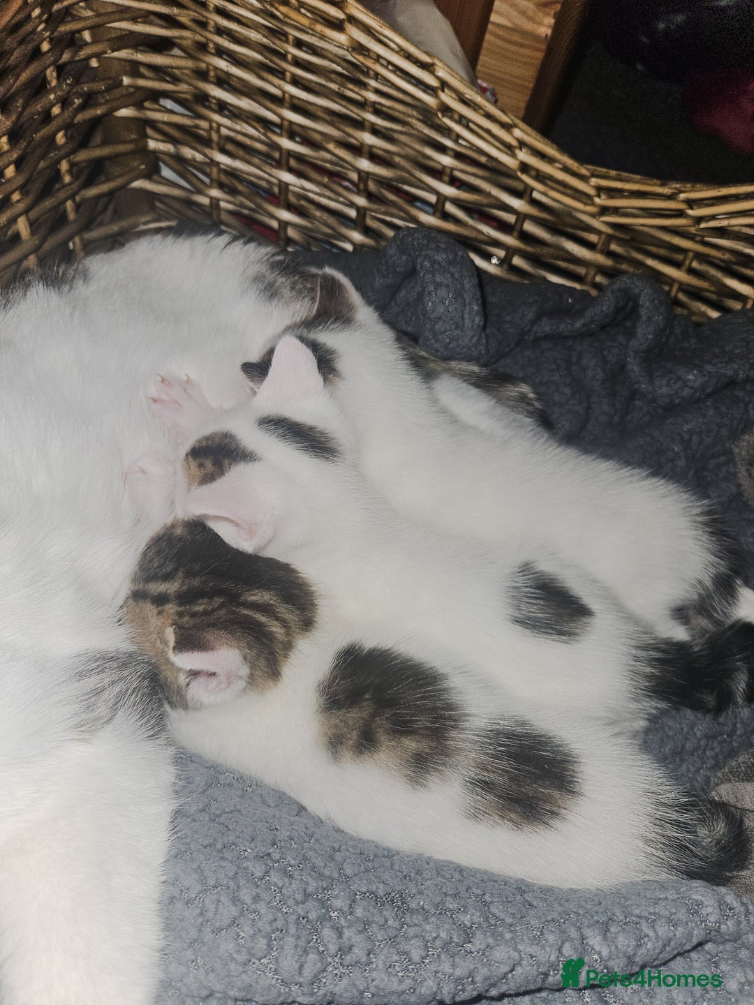 Mixed Breed cats for sale: mixed babies for sale  - Advert 4