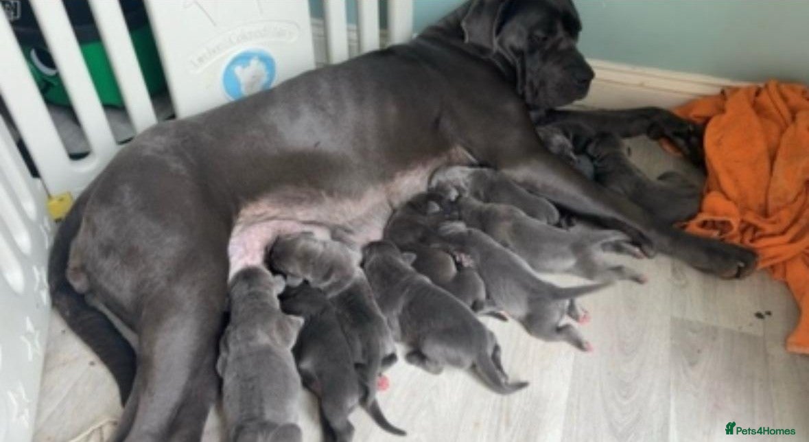 Mastiff dogs cane corso puppys! - Advert 1