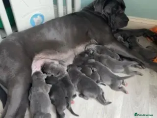 Mastiff dogs cane corso puppys! - Advert 1