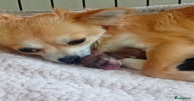 Chihuahua dogs - Advert 13