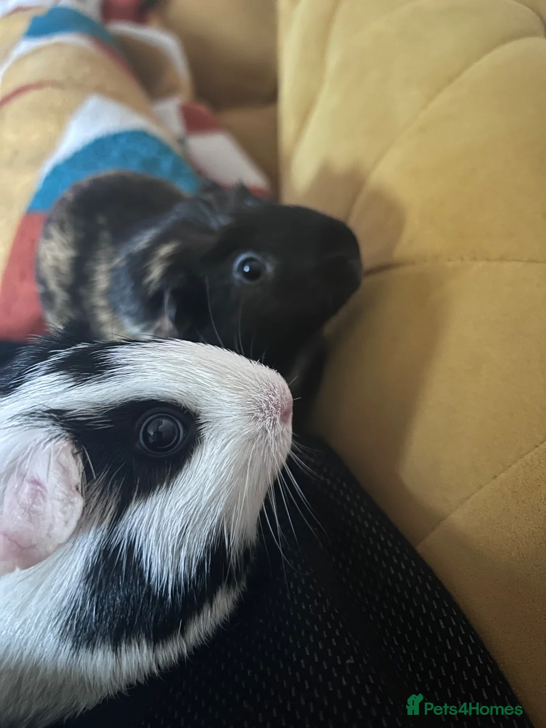 Guinea Pig rodents for sale: 2 female guinea pigs in Reading - Advert 1