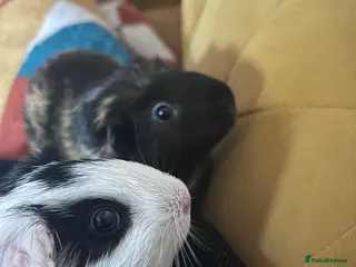 Guinea Pig rodents 2 female guinea pigs - Advert 2