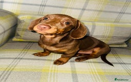 Miniature Dachshund dogs for sale: Miniature dachshund 7 months old - Image 2