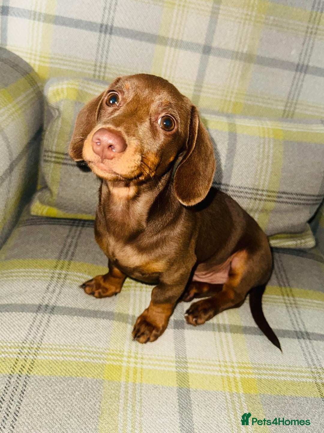 Miniature Dachshund dogs for sale: Miniature dachshund 7 months old - Image 2
