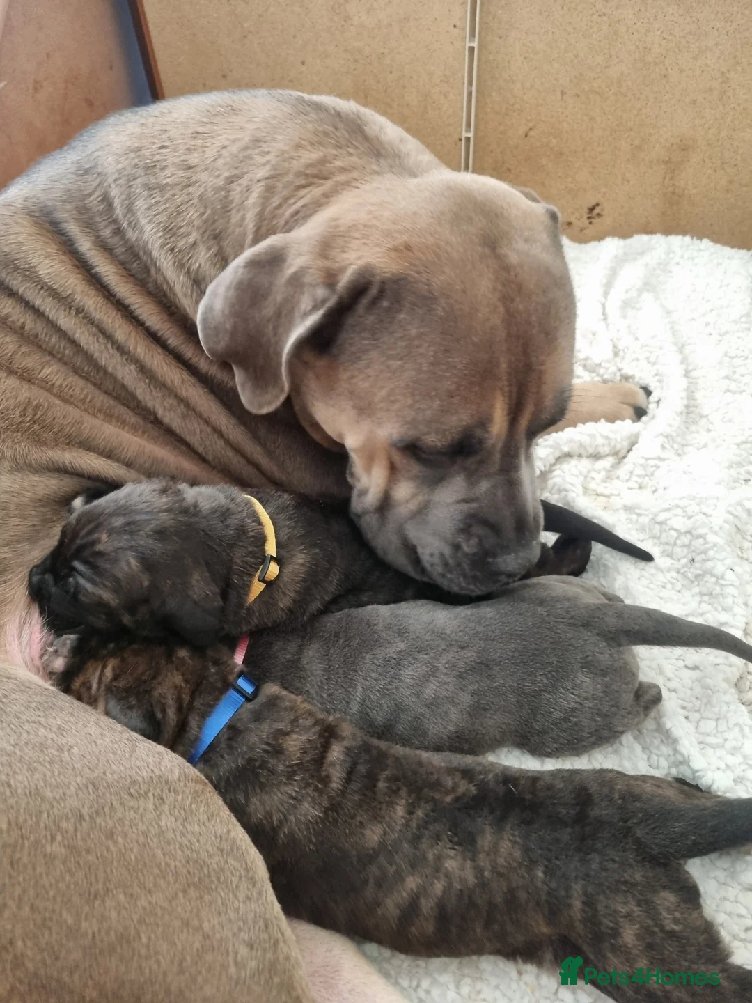 Cane Corso dogs for sale: ITALIAN CANE CORSO  - Advert 16