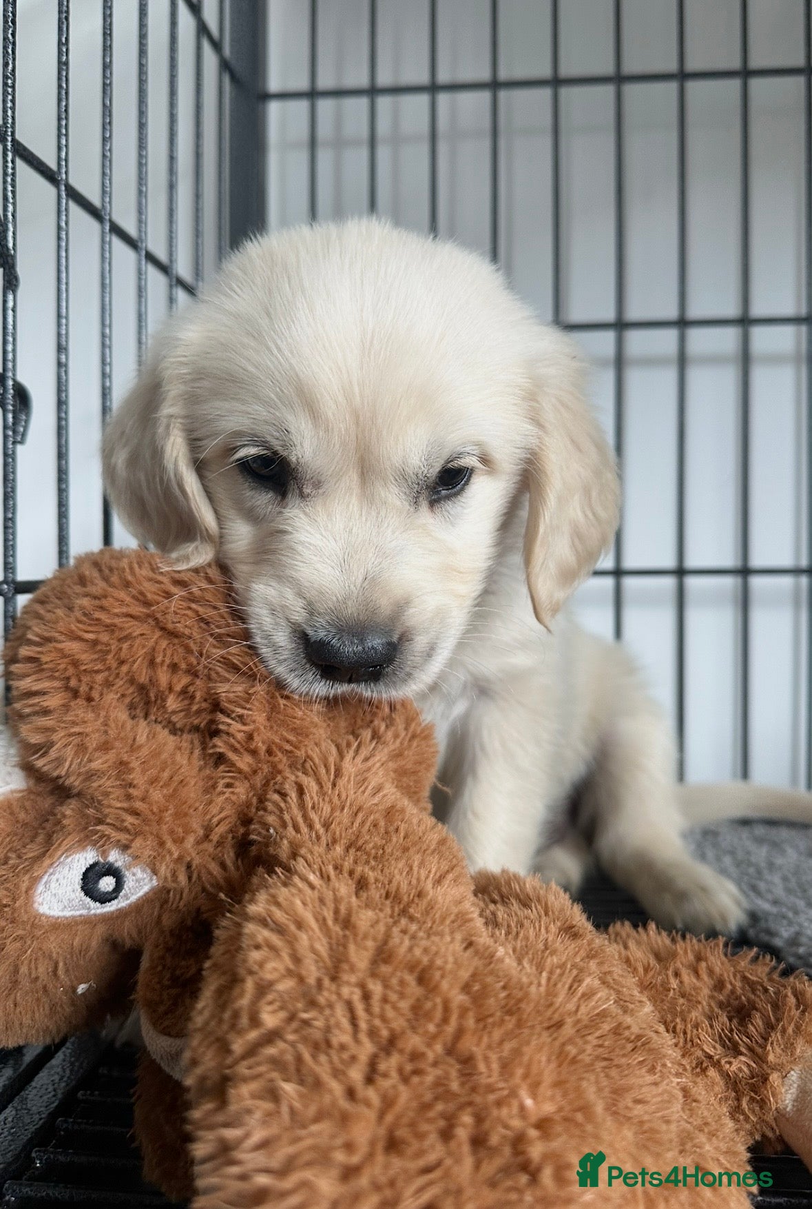 Golden Retriever dogs Quality golden retrievers  - Advert 1