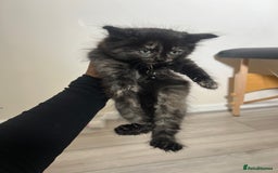 Domestic Shorthair cats for sale: 4 Kittens ready to find their forever home🐾 - Image 3