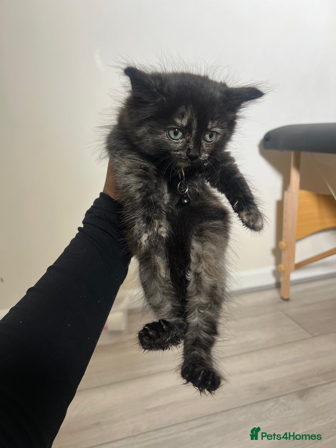 Domestic Shorthair cats for sale: 4 Kittens ready to find their forever home🐾 - Image 3