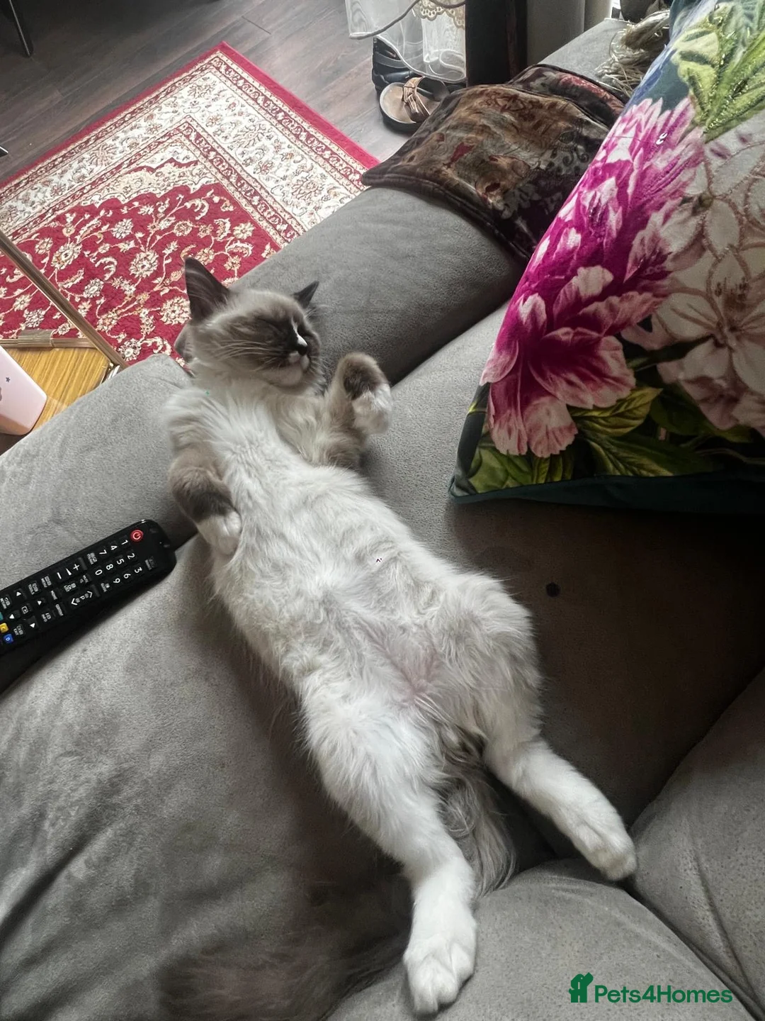 Ragdoll cats for sale: playful male ragdoll kitten - Advert 10