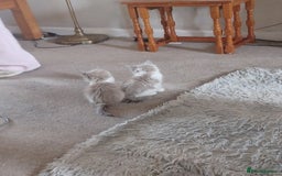 Ragdoll cats for sale: Mink ragdoll kittens - Image 9