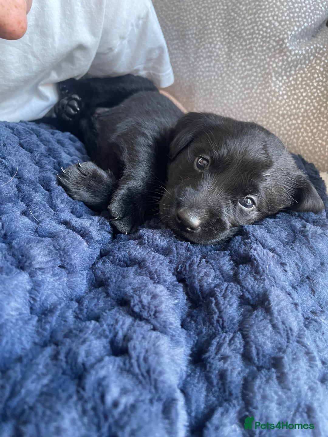 Labrador Retriever dogs for sale: Beautiful KC Black Female Pups  - Image 8
